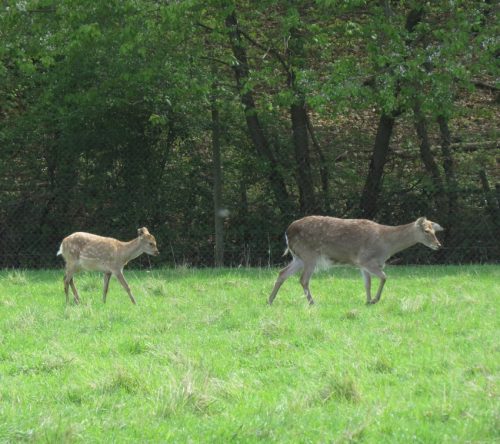 17042026Remstecken-Guels07