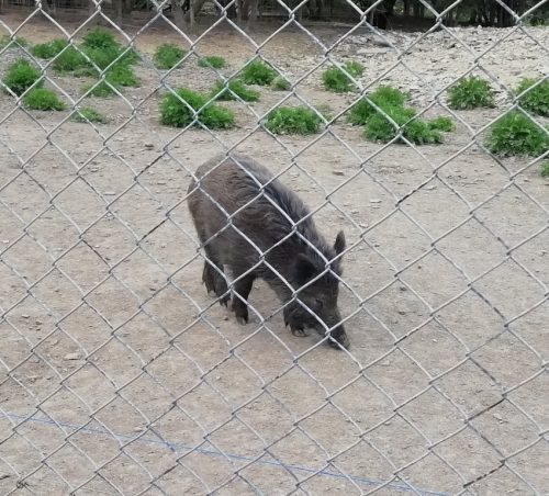 17042026Remstecken-Guels08