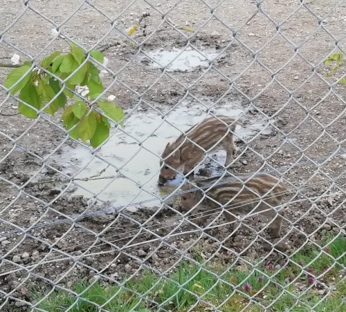 17042026Remstecken-Guels08a