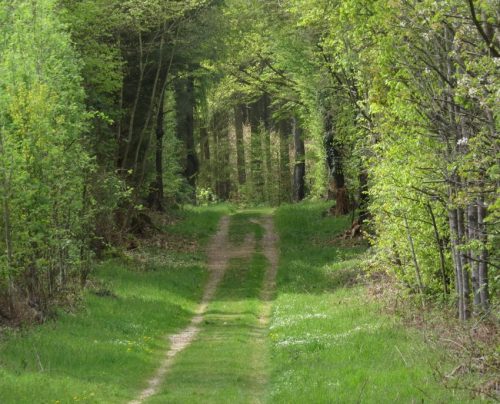 17042026Remstecken-Guels09