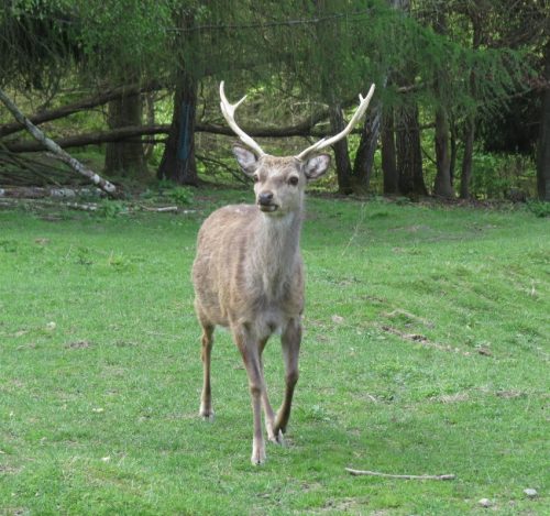 17042026Remstecken-Guels10