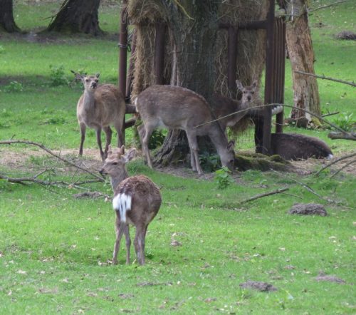 17042026Remstecken-Guels11