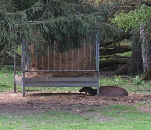 17042026Remstecken-Guels12