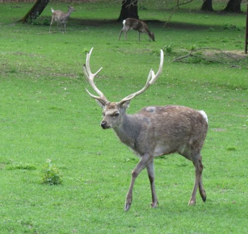 17042026Remstecken-Guels13