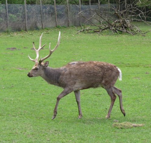 17042026Remstecken-Guels14