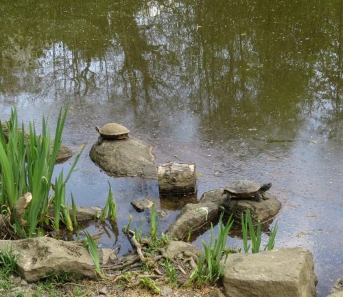 17042026Remstecken-Guels17