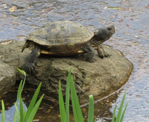 17042026Remstecken-Guels18