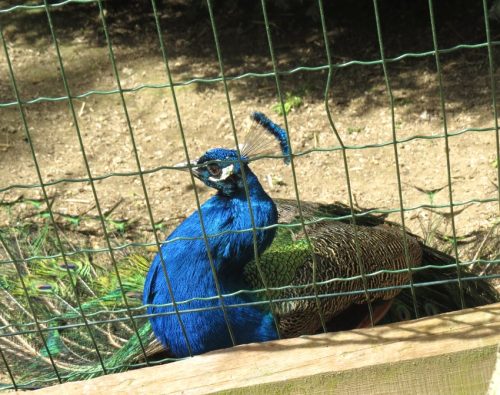 17042026Remstecken-Guels19