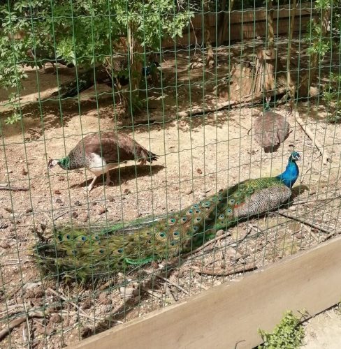 17042026Remstecken-Guels19a