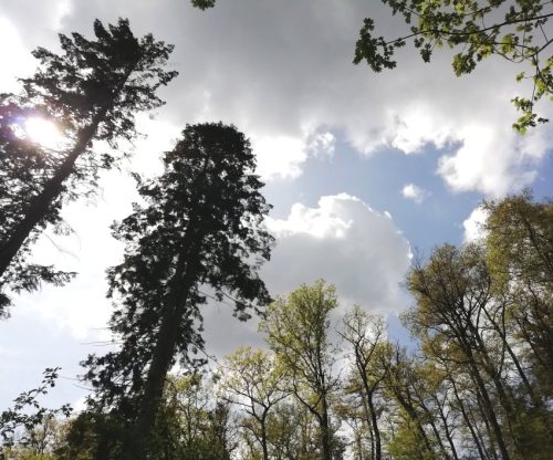 17042026Remstecken-Guels20