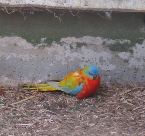 17042026Remstecken-Guels21