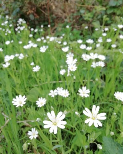 17042026Remstecken-Guels23