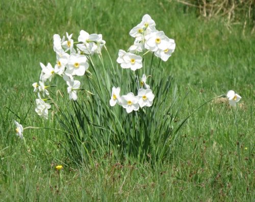 17042026Remstecken-Guels33