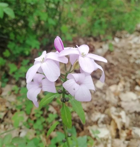 17042026Remstecken-Guels44