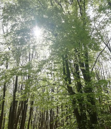 17042026Remstecken-Guels46