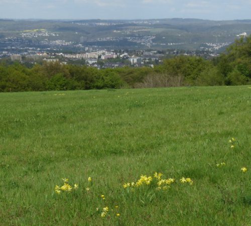 17042026Remstecken-Guels50