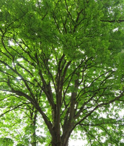 17042026Remstecken-Guels54