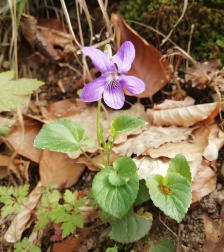 17042026Remstecken-Guels59