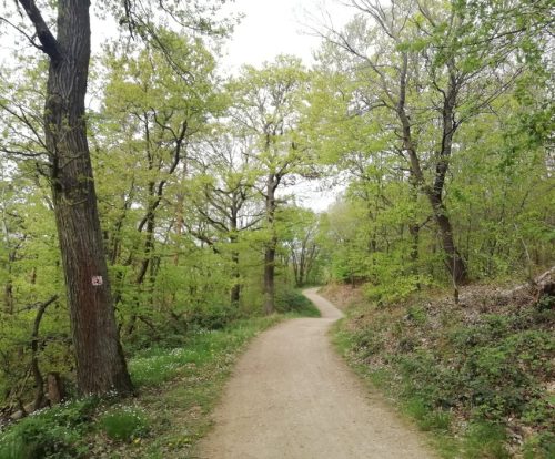 17042026Remstecken-Guels61