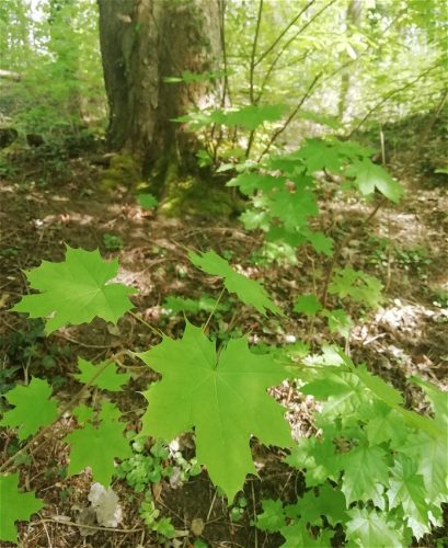 17042026Remstecken-Guels65