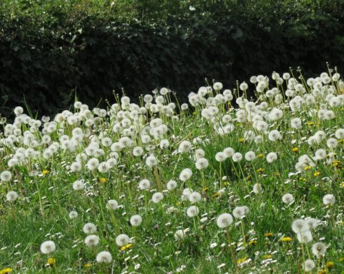 17042026Remstecken-Guels66