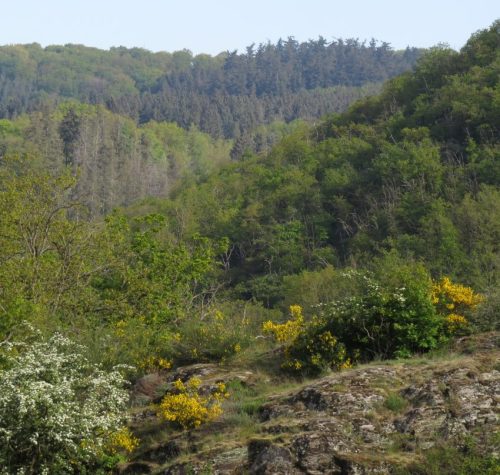25042026WanderungKobernnachGuels38