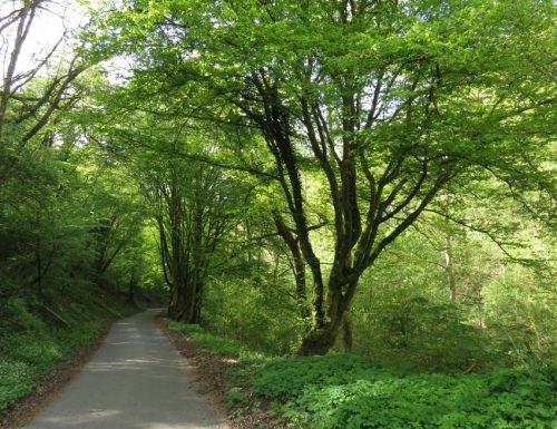 25042026WanderungKobernnachGuels42