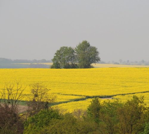 25042026WanderungKobernnachGuels46