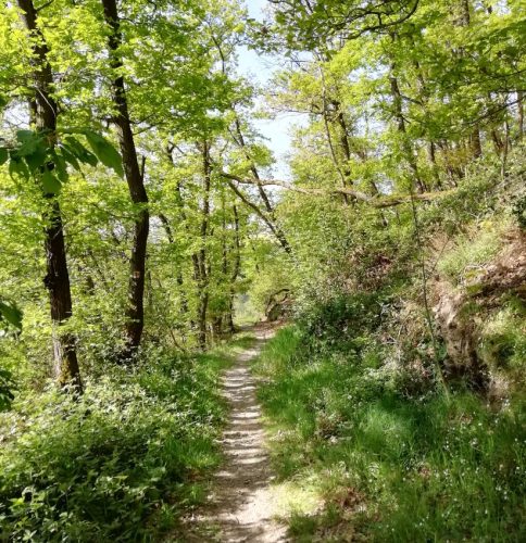 25042026WanderungKobernnachGuels49