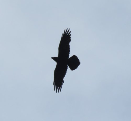 25042026WanderungKobernnachGuels52