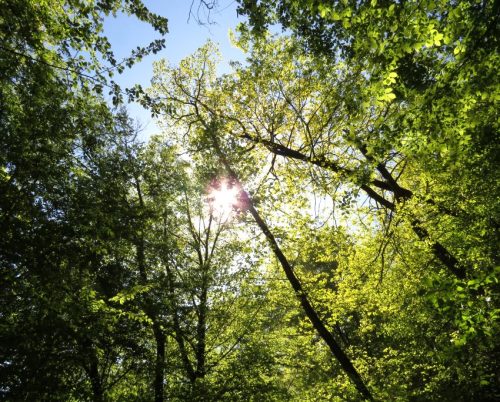 25042026WanderungKobernnachGuels69