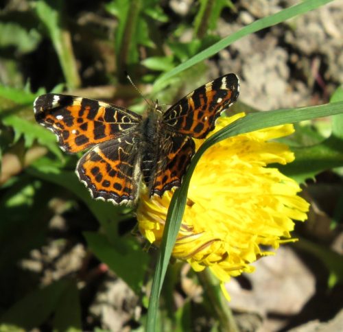 25042026WanderungKobernnachGuels70