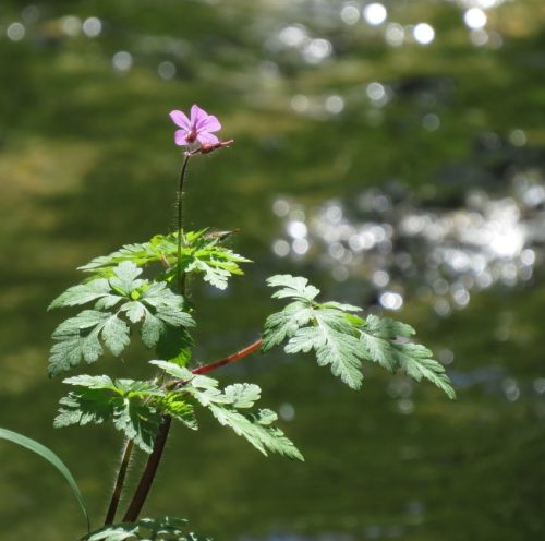 25042026WanderungKobernnachGuels75