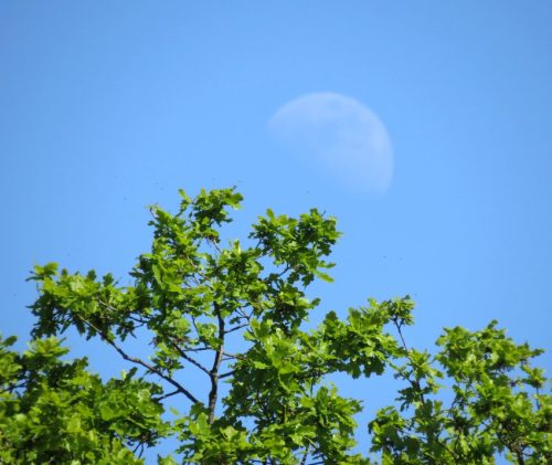 25042026WanderungKobernnachGuels91
