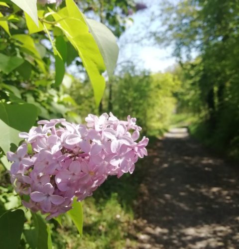 25042026WanderungKobernnachGuels92