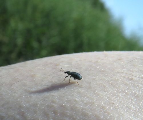 22052026BadBreisigerSegelflugwoche47