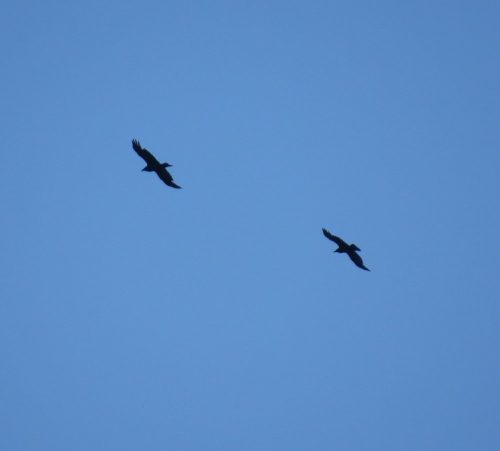 22052026BadBreisigerSegelflugwoche56