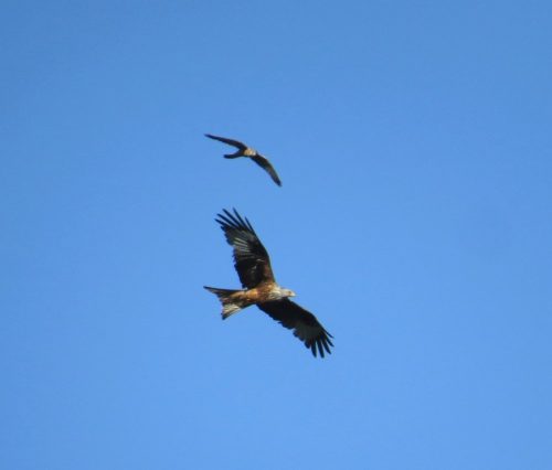 22052026BadBreisigerSegelflugwoche75