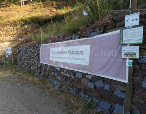 09072026MuedenBurgEltzMoselkern011