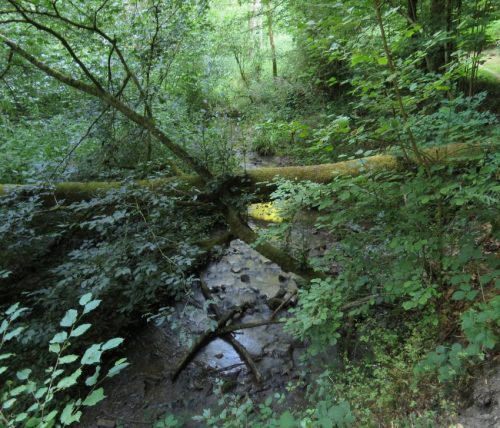 11072026HatzenportKattenes004