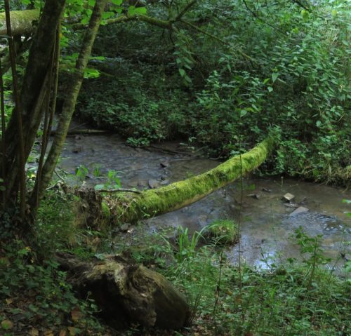 11072026HatzenportKattenes005