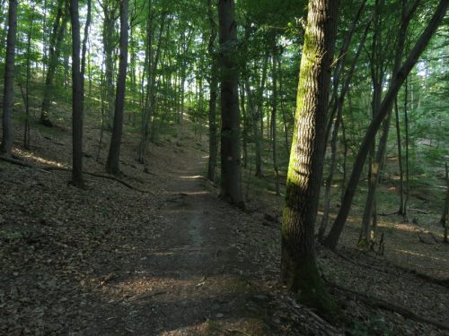 11072026HatzenportKattenes008