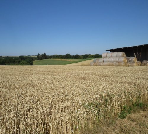 11072026HatzenportKattenes011a