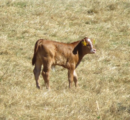 11072026HatzenportKattenes027