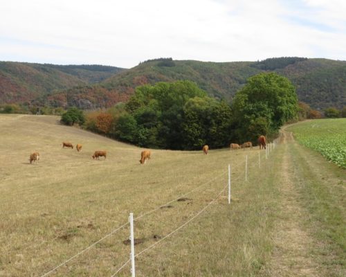 24082026BacharachOberwesel069