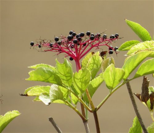 24082026BacharachOberwesel076