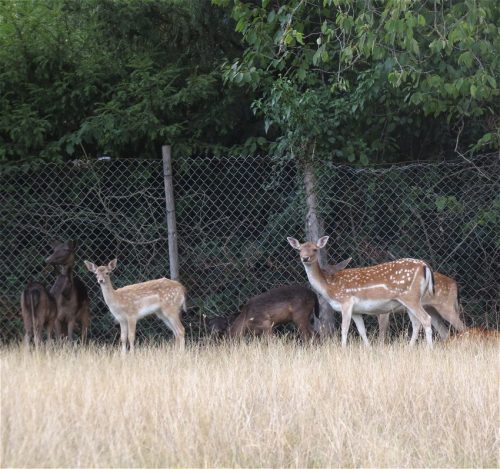 07092026RemsteckenStolzenfels003