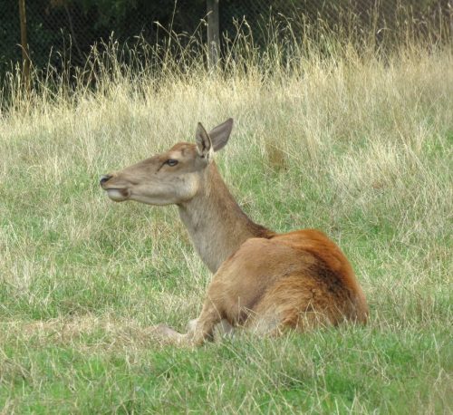 07092026RemsteckenStolzenfels024