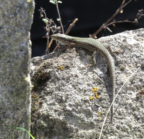 10092026TagKoblenzundFestung039