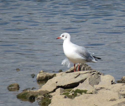10092026TagKoblenzundFestung057c